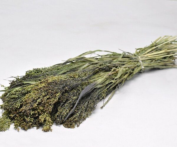 Gierst schoof - BramsRabbits