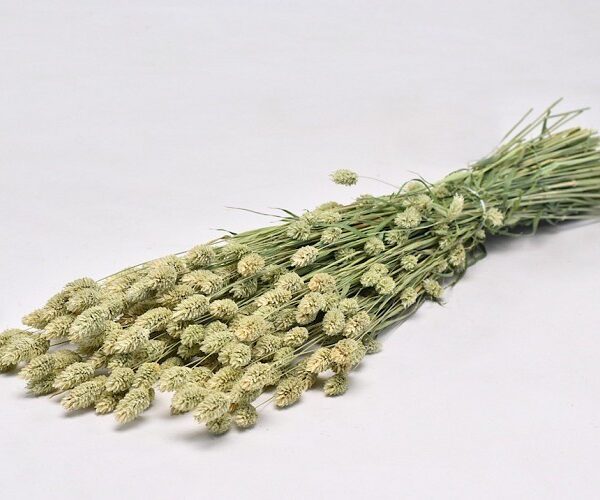 Kanariegras schoof - BramsRabbits