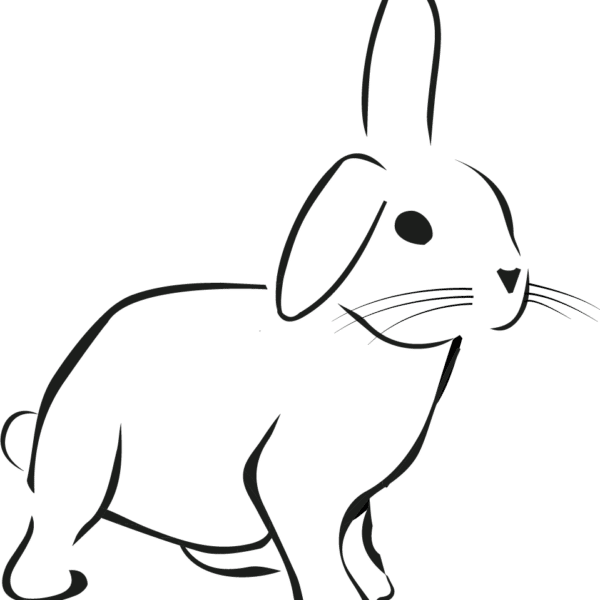 Kosten wachtlijst - BramsRabbits