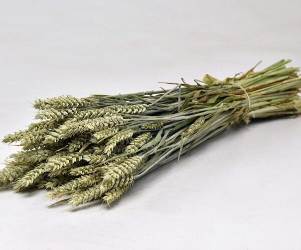 Tarwe schoof - BramsRabbits